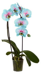 Изображение товара Живое растение Орхидея Фаленопсис чудо природы каскад 1 стебель в ассортименте в горшке d 12 h 70 см, 1 шт