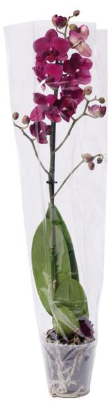 Изображение товара Живое растение Орхидея Фаленопсис 1 стебель микс в ассортименте в горшке d 12 см, 1 шт