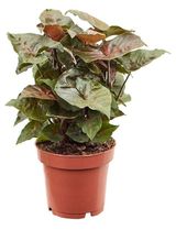 Изображение товара Живое растение лиана Сингониум ножколистный в ассортименте цветы в горшке d 12 см, 1 шт