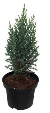 Изображение товара Саженцы хвойных кустарников Можжевельник китайский Стрикта в горшке, d 11 h 25 см