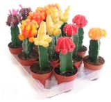 Изображение товара Живое растение Кактус Гимнокалициум японский в горшке d 5 h 15 см, 1 шт
