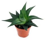 Изображение товара Живое растение суккулент Хавортия Лаймифолия в горшке d 5,5 h 7-15 см, 1 шт