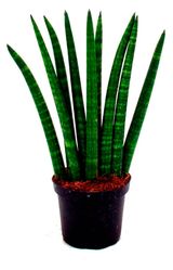 Изображение товара Живое растение Сансевиерия Цилиндрика в горшке d 14 h 50 см, 1 шт