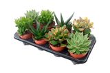 Изображение товара Живое растение Суккулент микс в ассортименте в горшке d 8,5 h 30 см, 1 шт