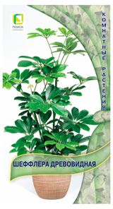 Изображение товара Семена «Поиск» Шеффлера древовидная, 5 шт