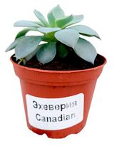 Изображение товара Живое растение суккулент Эхеверия в ассортименте в горшке d 5,5 h 10 см, 1 шт