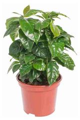 Изображение товара Живое растение Кофе Арабика в горшке d 7 h 25 см, 1 шт