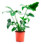 Изображение товара Живое растение Филодендрон Фан Бан в горшке, d 21 h 40 см