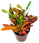 Изображение товара Живое растение Кротон (Кодиеум) Стандарт мелколистный разноцветное дерево в горшке d 8 h 15 см, 1 шт