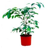 Изображение товара Живое растение Фикус Бенджамина дерево в ассортименте в горшке d 29 h 150 см, 1 шт