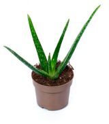 Изображение товара Живое растение суккулент Алоэ Вера зеленый в горшке d 12 h 25 см, 1 шт