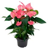 Изображение товара Живое растение Антуриум Чемпион розовый в горшке d 9 h 20 см, 1 шт