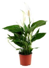 Изображение товара Живое растение Спатифиллум бело-зеленый в горшке d 7 h 15 см, 1 шт