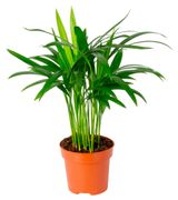 Изображение товара Живое растение пальма Арека Хризалидокарпус в горшке d 12 h 35 см, 1 шт
