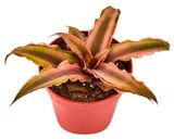 Изображение товара Криптантус в горшке, d 6 h 6 см