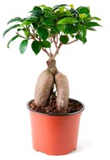 Изображение товара Живое растение Фикус Джинсенг Бонсай дерево в горшке d 9 h 20 см, 1 шт