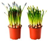 Изображение товара Мускари в горшке, d 11 h 25 см