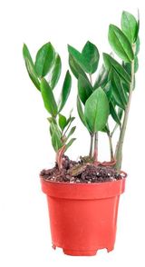 Изображение товара Живое растение Замиокулькас зеленый дерево в горшке, d 14 h 50 см