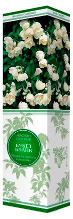 Изображение товара Саженцы «Поиск» Жасмин садовый, 1 шт