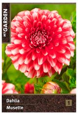 Изображение товара Георгина бордюрная My Garden Мьюзет, 1 шт