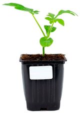 Изображение товара Рассада фруктово-ягодная «ЕТК» Арбуз в горшке, P9