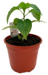 Изображение товара Рассада овощей «ЕТК» Перец Болгарский сладкий микс в горшке, d 12 см