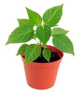 Изображение товара Рассада овощей «ЕТК» Перец острый Бараний Рог в горшке, d 12 см