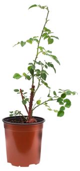 Изображение товара Саженцы цветущих кустарников «ЕТК» Роза живая садовая Плетистая Мейян в горшке, V7