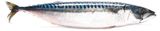 Изображение товара Скумбрия замороженная неразделанная, ~ 0,6 кг