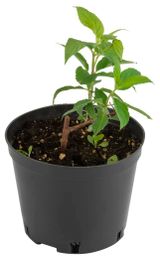 Изображение товара Саженцы цветущих кустарников Гортензия Эрли Блю «Тепличный комбинат» в горшке, d 15 см