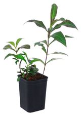 Изображение товара Рассада цветов «ЕТК» Флокс метельчатый смесь в горшке, Р9