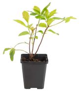 Изображение товара Саженцы цветущих кустарников «Цветы Московского» Рододендрон микс в горшке, d 15 h 25 см