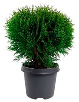 Изображение товара Саженцы хвойных деревьев «Цветы Московского» Туя западная Тини Тим в горшке, d 13 h 35 см