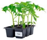 Изображение товара Рассада овощей Томат Афродита «ЕТК» в кассете, 6 шт