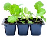 Изображение товара Рассада овощей «ЕТК» Капуста Савойская в кассете, 6 шт