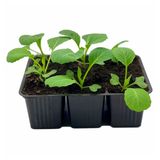 Изображение товара Рассада овощей «ЕТК» Капуста белокочанная ранняя в кассете, 6 шт