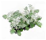 Изображение товара Рассада декоративной зелени Цинерария «ЕТК» cмесь в кассете, 6 шт