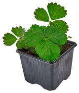 Изображение товара Рассада ягод «ЕТК» Земляника живая садовая Вима Кимберли в горшке, Р9