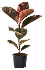 Изображение товара Живое растение Фикус Эластика в ассортименте дерево в горшке d 10, 1 шт