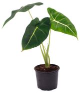 Изображение товара Живое растение Алоказия в горшке d 10,5 см, 1 шт