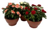 Изображение товара Живое растение Роза Кордана в ассортименте в большом кашпо d 22 h 30 см, 1 шт