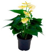 Изображение товара Живое растение Антуриум Ванила лимонный в горшке d 12 h 36 см, 1 шт