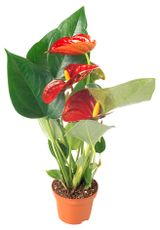 Изображение товара Живое растение Антуриум Даймонд Ред красный в горшке d 9 h 25 см, 1 шт