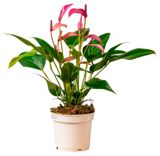 Изображение товара Живое растение Антуриум Зизу сиреневый в горшке d 9 h 30 см, 1 шт