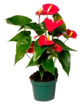 Изображение товара Живое растение Антуриум Ред Чемпион красный в горшке d 9 h 30 см, 1 шт