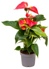 Изображение товара Живое растение Антуриум Саксесс Ред красный в горшке d 9 h 25 см, 1 шт