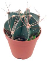 Изображение товара Живое растение Кактус Астрофитум в горшке d 5,5 h 5 см, 1 шт