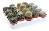 Изображение товара Живое растение Кактус шаровидный микс в ассортименте в горшке d 10,5 h 15 см, 1 шт