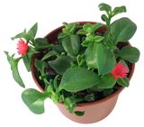 Изображение товара Живое растение суккулент цветущий ампельный Аптения в кашпо d 15 см, 1 шт