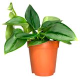 Изображение товара Живое растение Сциндапсус Треби Мунлайт в горшке d 12 h 20 см, 1 шт